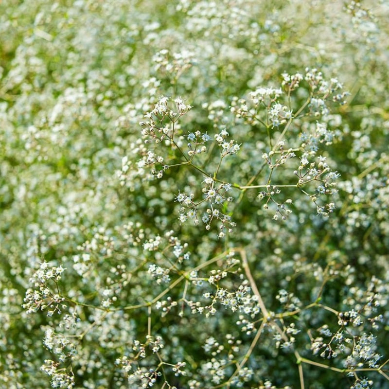 Gypsophila Seeds  up to 50%