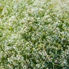 Babys Breath Seeds