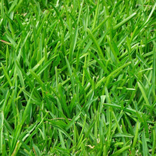 Perennial Ryegrass Seeds