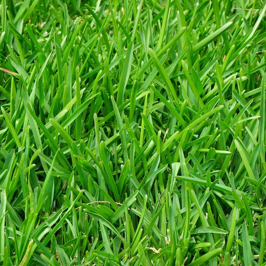 Perennial Ryegrass Seeds