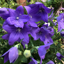 Balloon Flower Seeds