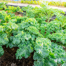 Curly Kale Heirloom Seeds