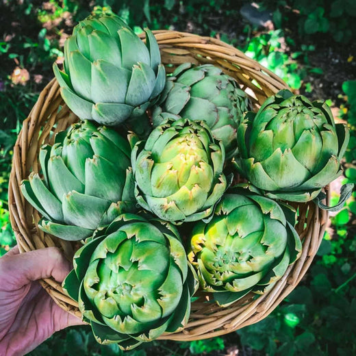 Green Artichoke Seeds