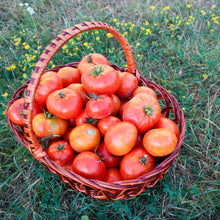 Tomato Seeds