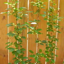 Silver Vine Seeds
