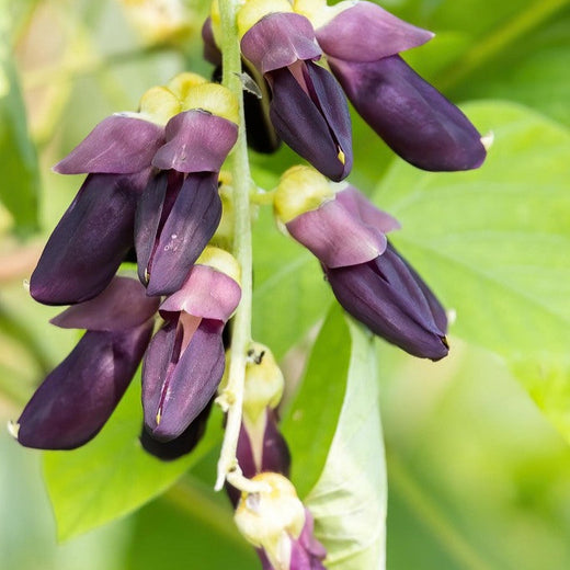 Velvet Bean Vegetable Seeds