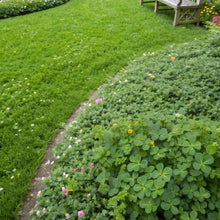 Clover Seeds