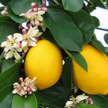 Eureka Lemon Tree Seeds