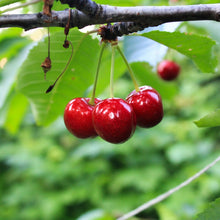 Cherry Seeds