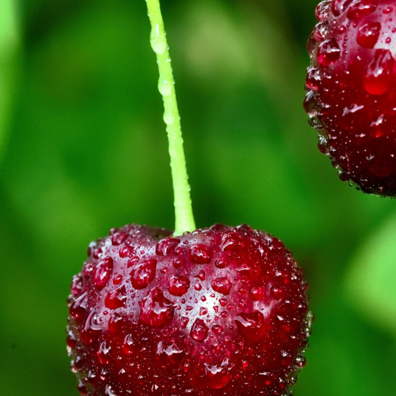 Cherry Seeds up to 50%