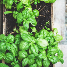 Sweet Basil Seeds