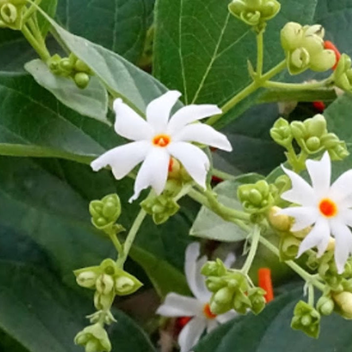 Night Flowering Jasmine Seeds