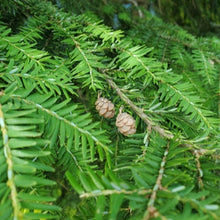 Eastern Hemlock Seeds