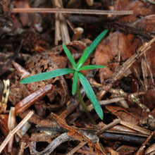 Eastern Hemlock Seeds