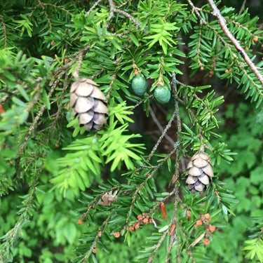 Eastern Hemlock Tree Seeds up to 50%