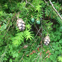 Eastern Hemlock Seeds