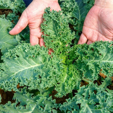 Curly Kale Heirloom Seeds
