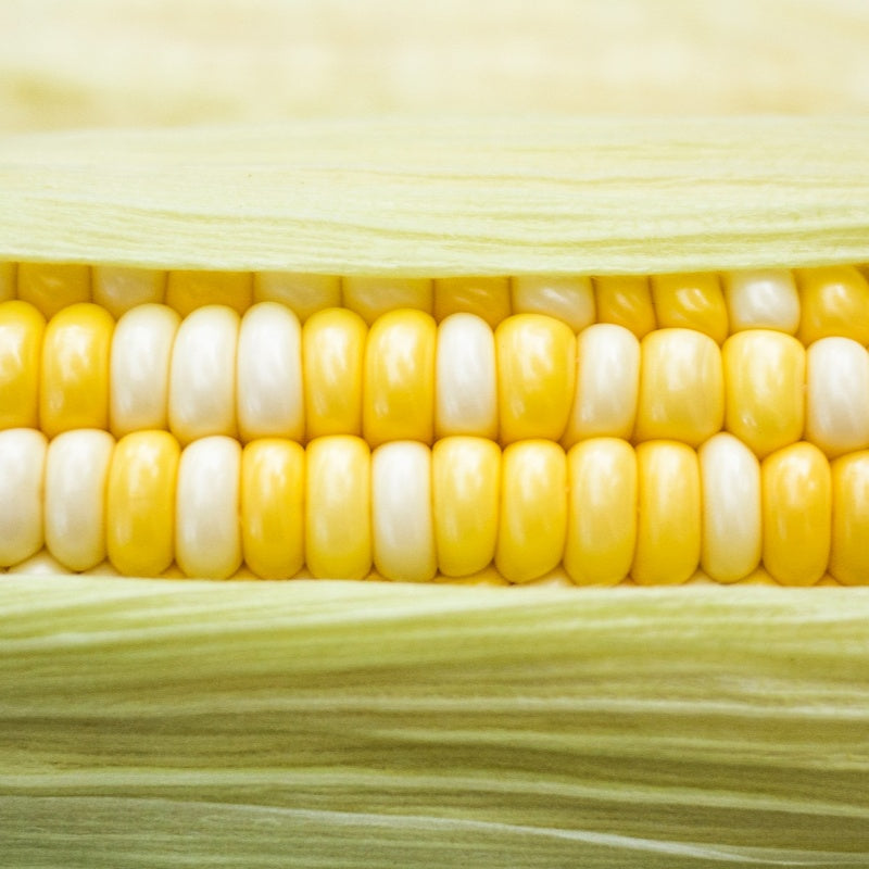 Corn Seeds  up to 50%