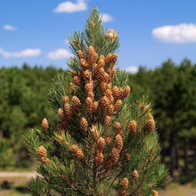 Pinyon Pine Tree Seeds