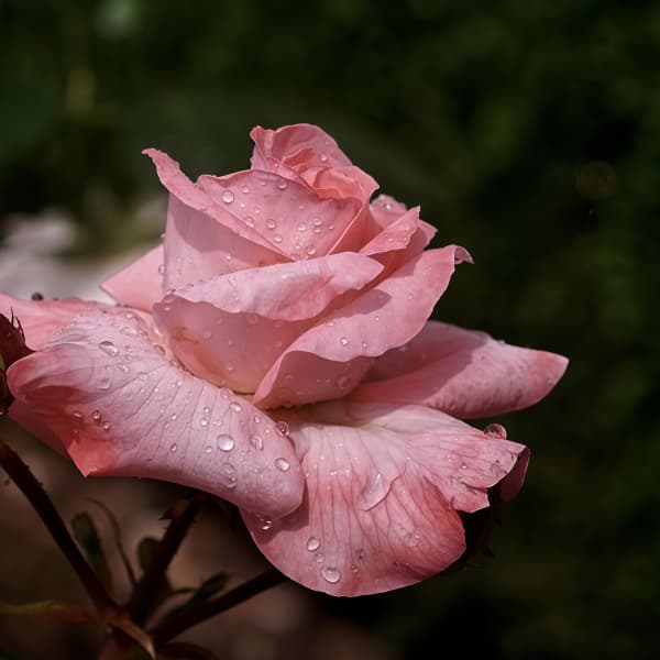 Rose Seeds - Pink Larger Packet High Germination 2000-5000 Onsaleseeds