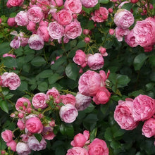 Climbing Rose Seeds