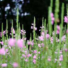 Physostegia Virginiana Seeds