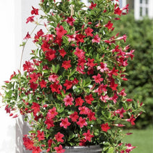 Mandevilla Sanderi Flower Seeds