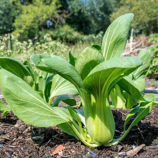 Bok Choy Chinese Cabbage Seeds