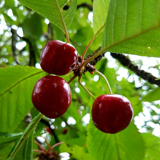Cherry Seeds