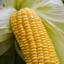 Corn Seeds
