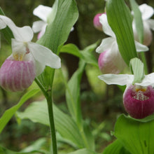 Ladys Slipper Seeds