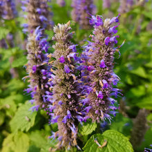 Korean Mint Seeds