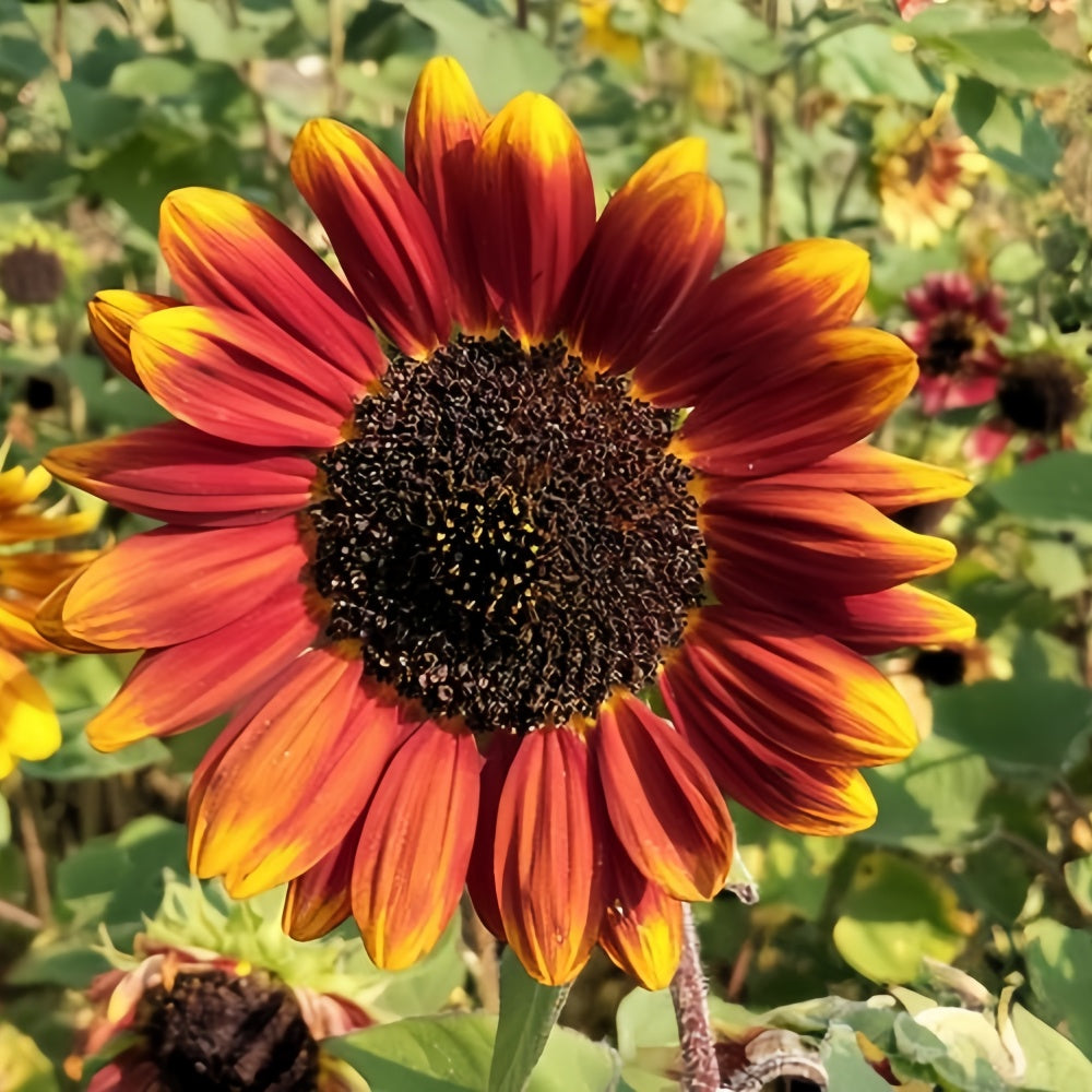 Sunflower Seeds - Mix Larger Packet High Germination 500-2500 Onsaleseeds
