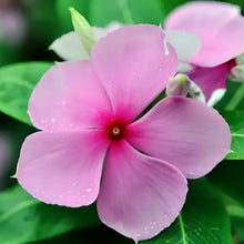 Vinca Seeds - Magenta