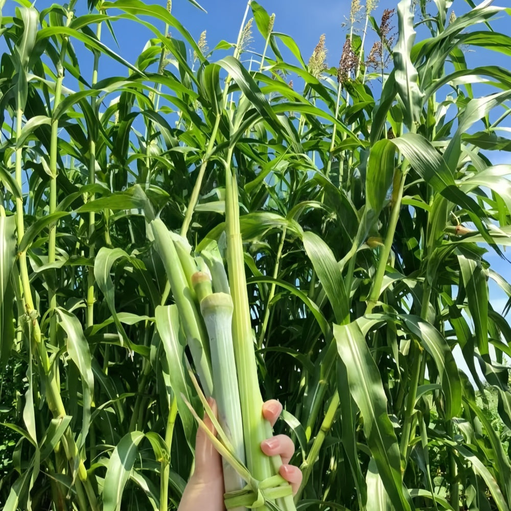 Sweet Sorghum Seeds - Larger Packet High Germination 1/4-1/2LB Onsaleseeds