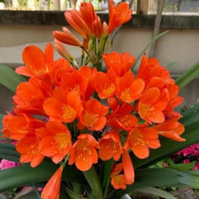 Kaffir Lily Flower Seeds