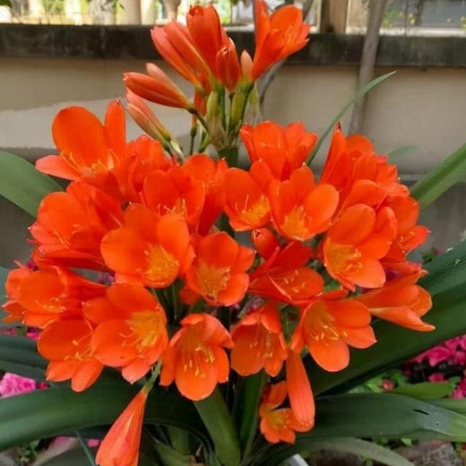 Kaffir Lily Flower Seeds