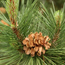 Pinyon Pine Tree Seeds