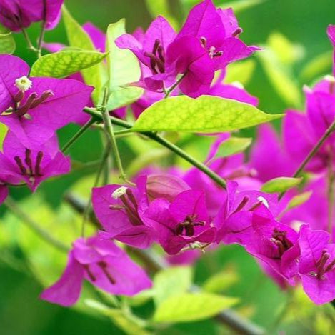 Yellow Bougainvillea Flower Seeds
