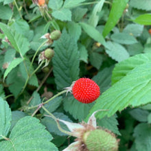 Thimbleberry Seeds