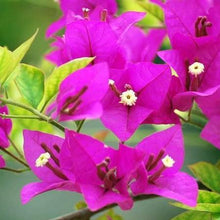 Yellow Bougainvillea Flower Seeds