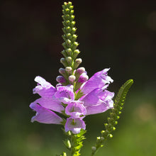Physostegia Virginiana Seeds