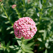 Pink Sweet Alyssum Seeds