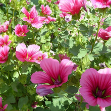 Malope Seeds - Pink