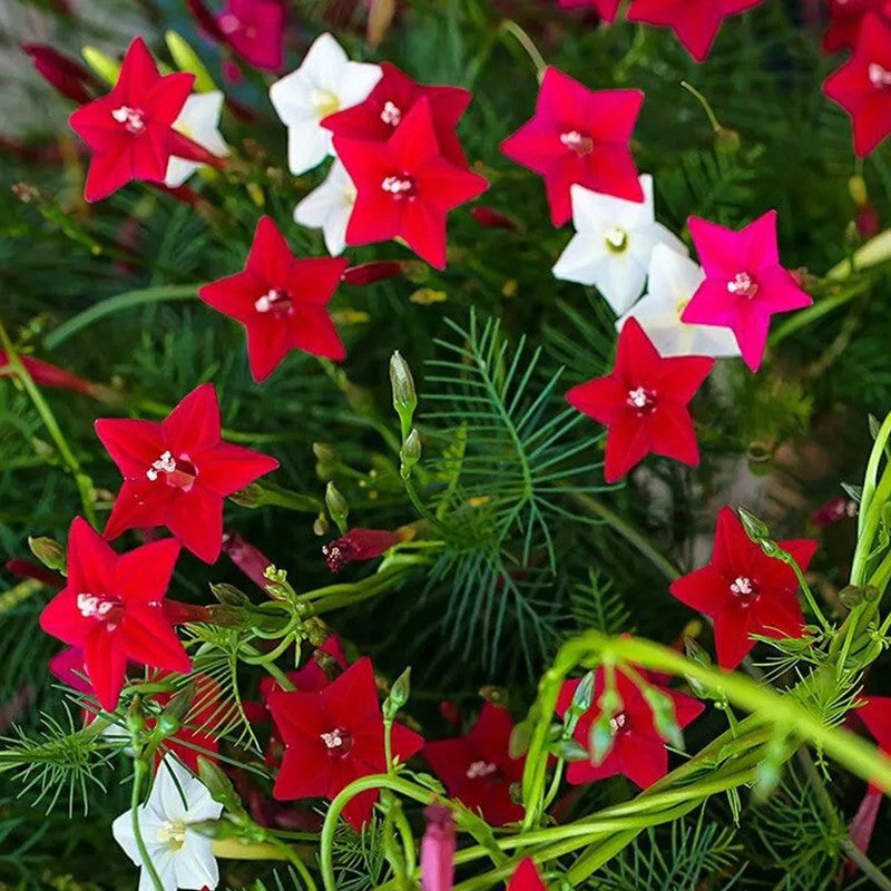 Mix Morning Glory Seeds
