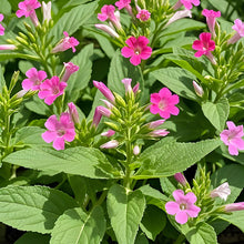 Flowering Tobacco Seeds - Mix