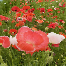 Red Poppy Seeds
