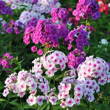 Phlox Drummondii Seeds - Mix