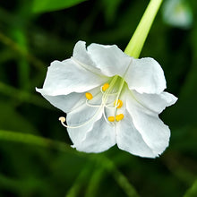 White Four O'clock Flower Seeds