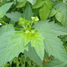 Shoofly Plant Seeds - Light Purple